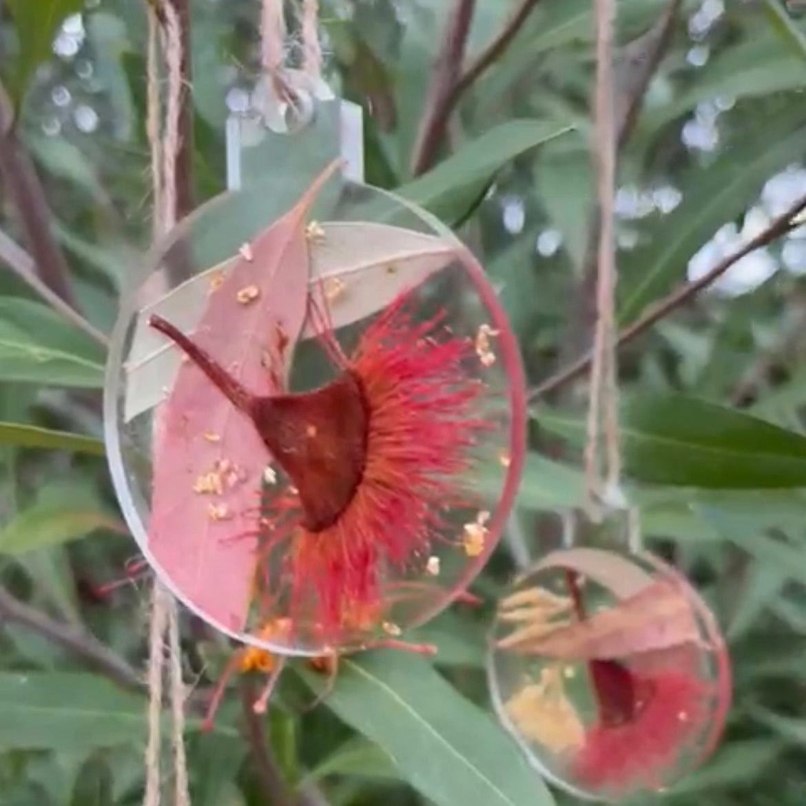 Christmas Baubles encasing Australian flowers